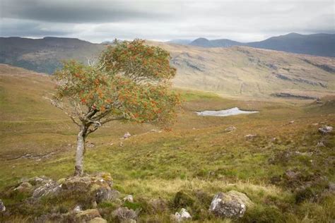 Charity launches £8m appeal to create 4,500-acre red squirrel 'superhighway' - Wales Online