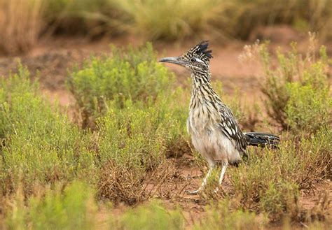 9 Revealing Facts About Roadrunners