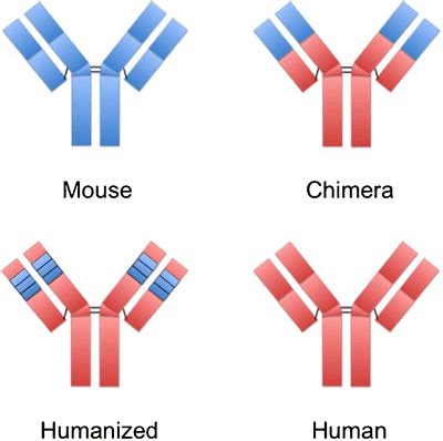 Illustration of different types of monoclonal antibodies used in... | Download Scientific Diagram