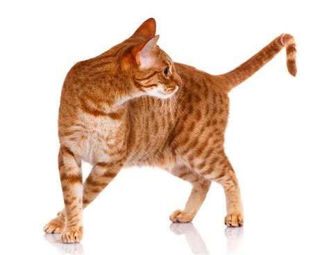 Ocicat Breed Profile | Cat-World