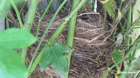 Bird Nest 101: Types Of Nests & Identification