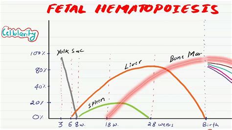 Fetal Hematopoiesis