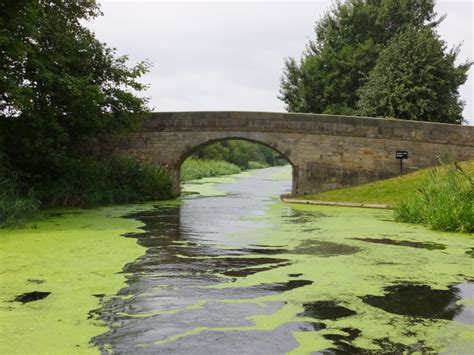 Selby Canal Weed | YDAA