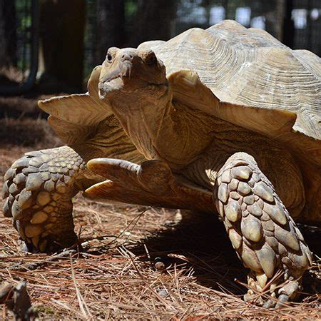 African Spurred Tortoise - Cub Creek Science and Animal Camp