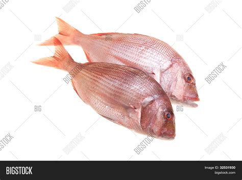 Two Snapperfish Image & Photo (Free Trial) | Bigstock