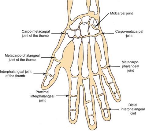 The Anatomy of the Hand | Musculoskeletal Key