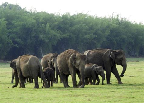 Indian elephants in the Western Ghats biodiversity hotspot. (© Photo by ...