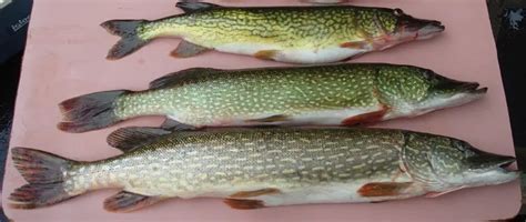 Pike vs. Pickerel: How to Tell Them Apart – Northern Pike Fishing Tips