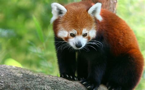 Red Panda - Animals Photos