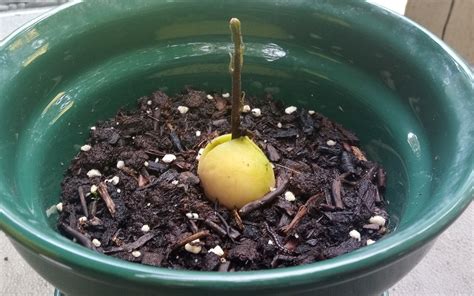 Nature Study: Sprouting an Avocado Pit in a Pot - Heather Eberlin