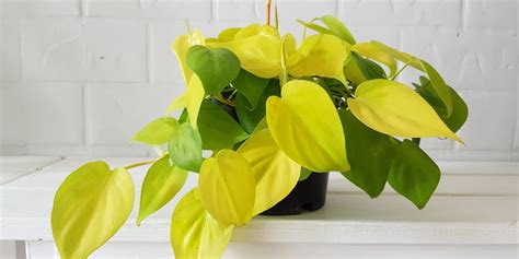 Philodendron Lemon Lime Vs. Neon Pothos