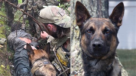 K-9 named Yoda helped authorities catch escaped murderer Danelo Cavalcante in Pennsylvania ...