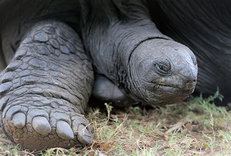 Brillante Antemano felicidad las tortugas son anfibios o reptiles ...