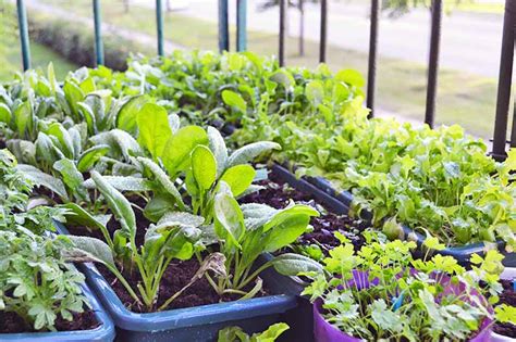 Best Vegetables For Container Gardening In Full Sun | Fasci Garden