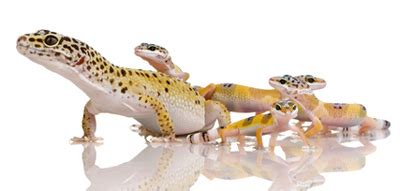 Leopard Gecko Breeding & Sexing