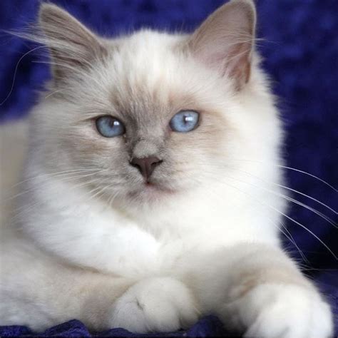 Beautiful lilac point Birman | Birman cat, Gorgeous cats, Kittens