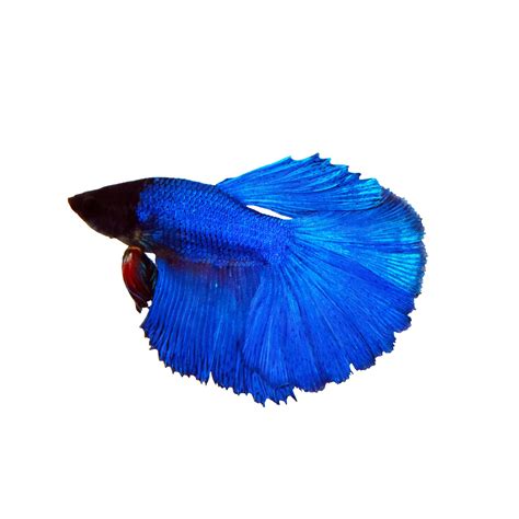 Premium Rose Petal Male Betta Fish