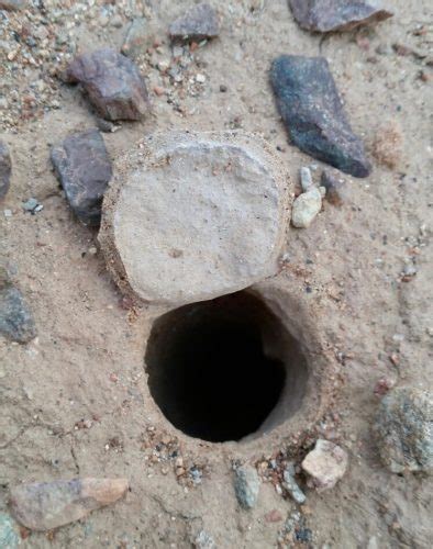 Trapdoor Spider hole • Flinders Ranges Field Naturalists