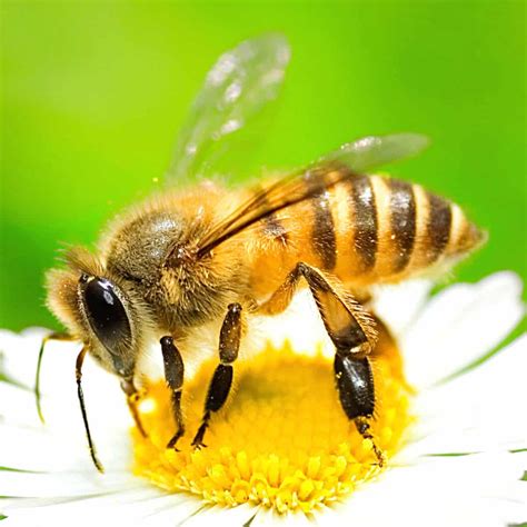 What Does a Honey Bee Look Like? - MAEHON.COM