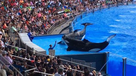 SeaWorld Orlando to Debut New Orca Show Next Year