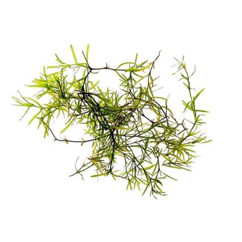 Guppy Grass (Najas Guadalupensis) Aquarium Plant – Guppy Grass