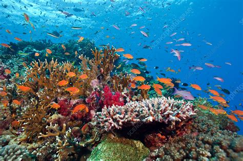 Coral Reef Biodiversity - Stock Image - C017/2981 - Science Photo Library