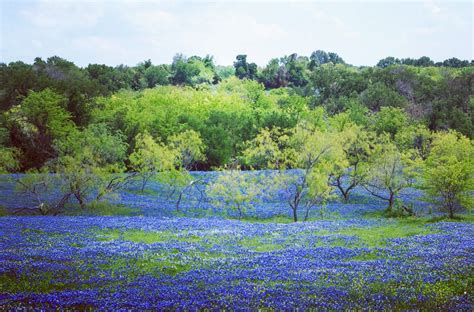 Ennis, Texas bluebonnets | Gorgeous gardens, Outdoor, Texas bluebonnets