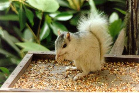 White Squirrel Gallery - White Squirrel Institute