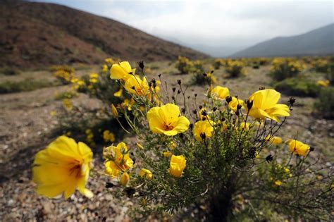 The driest Atacama desert in the world is currently covered by flowers ...