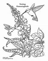 Hummingbird Coloring sketch template
