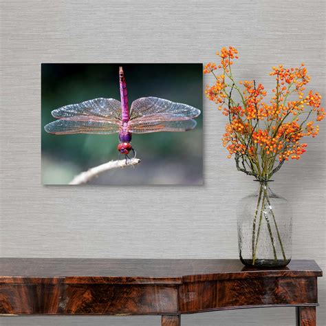 Dragonfly Wall Art, Canvas Prints, Framed Prints, Wall Peels | Great Big Canvas