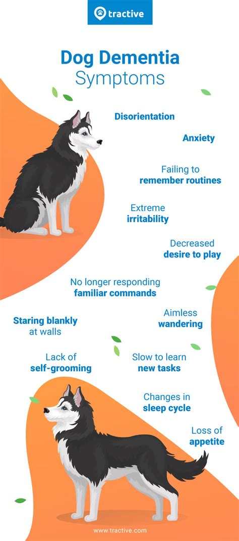 Dog Dementia: Symptoms, Treatments & More - Tractive