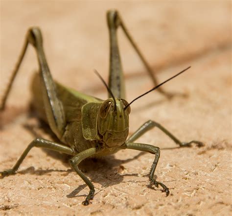 How To Control Grasshopper Infestation in the Garden – Shambala Farm