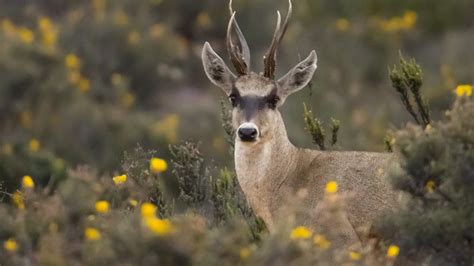 La taruca: el venado de hábitat fragmentado y en peligro de extinción ...