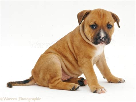 Dog: Red Staffordshire Bull Terrier puppy, 6 weeks old photo WP07831