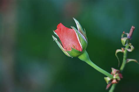 Pink Rose Bud Free Stock Photo - Public Domain Pictures