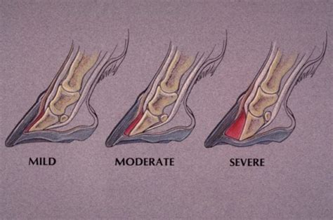 Laminitis: Symptoms and Treatment | equicessities