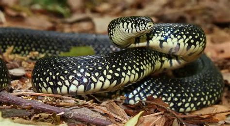 Eastern Kingsnake Care Sheet For Beginners & Buyer's Guide - Everything ...