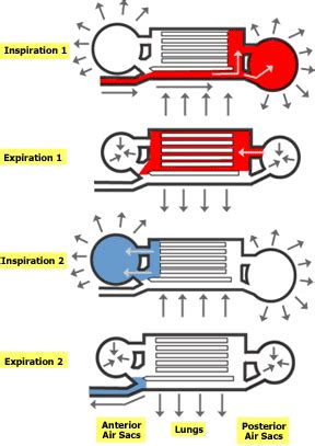 Avian and Amphibian Respiratory Systems - Body systems