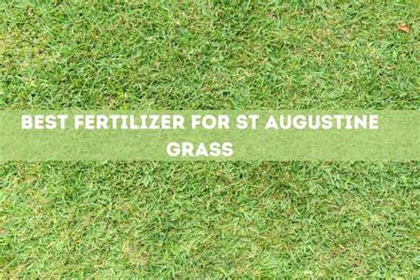 The 9 Best Fertilizer for St Augustine grass - 2020 Reviews - Lawn Desire