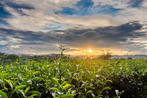 Beautiful sunsets at Chui Fong Tea Plantation Chiang Rai Thailand. 7235643 Stock Photo at Vecteezy