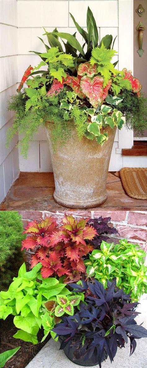 The Most Popular: Showy, colorful and easy care shade plants and ...