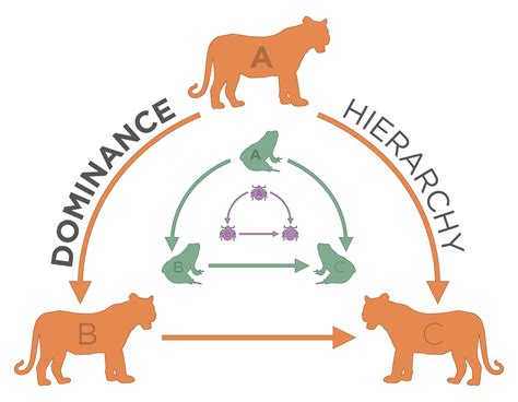 Biologist finds animal groups share dominance dynamics