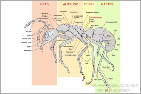 Poster Many Sizes Available Worker Ant Anatomy - Etsy