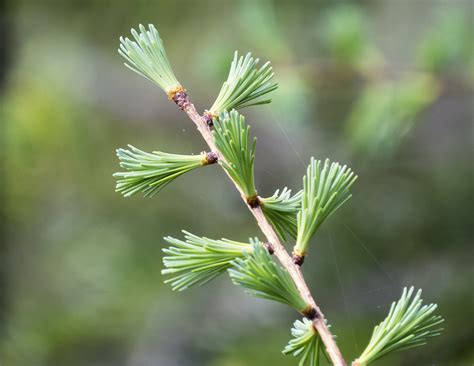 Tamarack | American Larch | Larix laricina