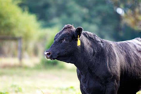 Brangus Cattle Stock Photos, Pictures & Royalty-Free Images - iStock