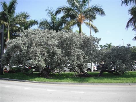 Gene's Green Scene: Tree Thursday - Silver Buttonwood