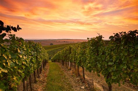 22 of Australia’s Best Winery Experiences | Travel Insider