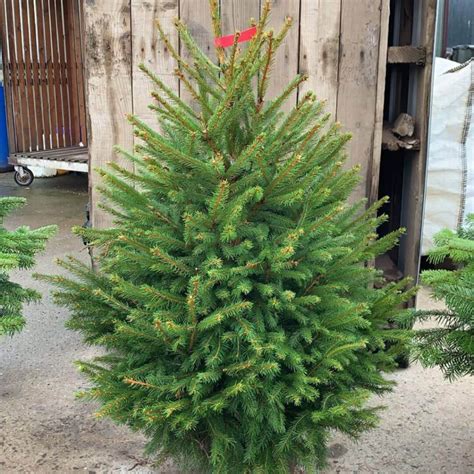 Picea Abies 'Christmas Tree Norway Spruce' Seeds – D&H Seed Harvest Co