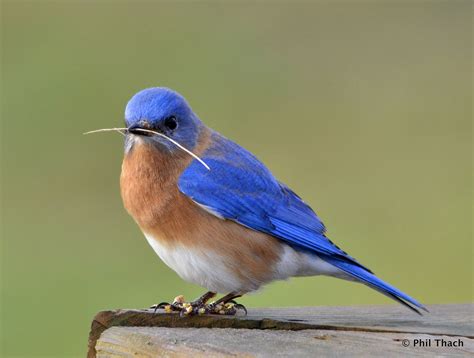 Eastern Bluebird wallpapers, Animal, HQ Eastern Bluebird pictures | 4K Wallpapers 2019